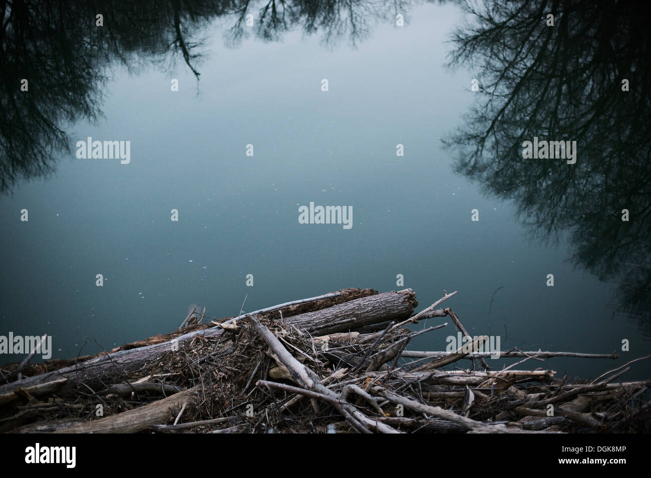 Tree detriti sulla banca del fiume Foto Stock