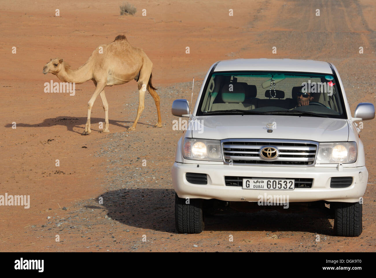 Tradizionali e moderne forme di trasporto nel deserto di Dubai. Foto Stock