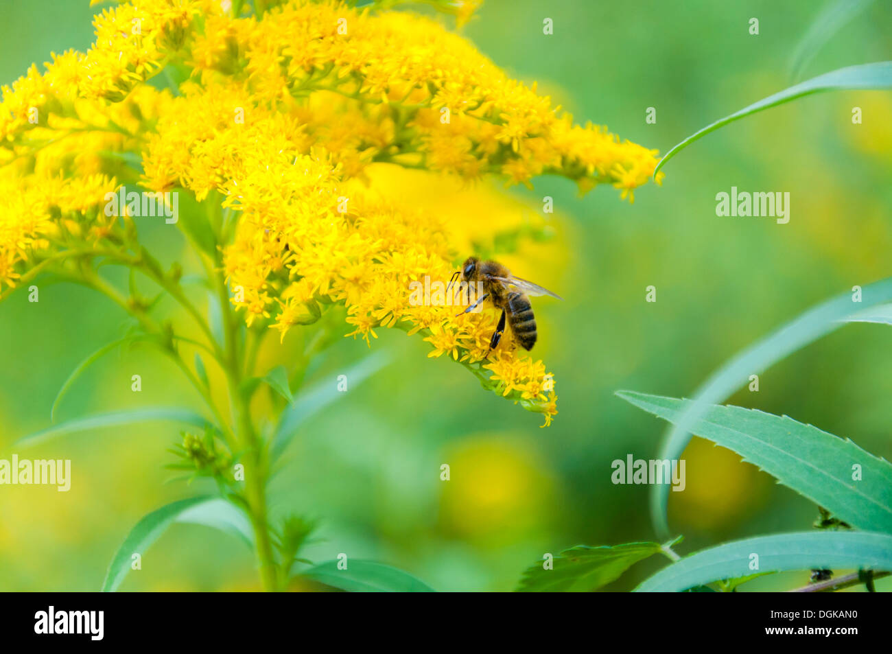 Ape operaia raccoglie il nettare da un millefiori oro Foto Stock