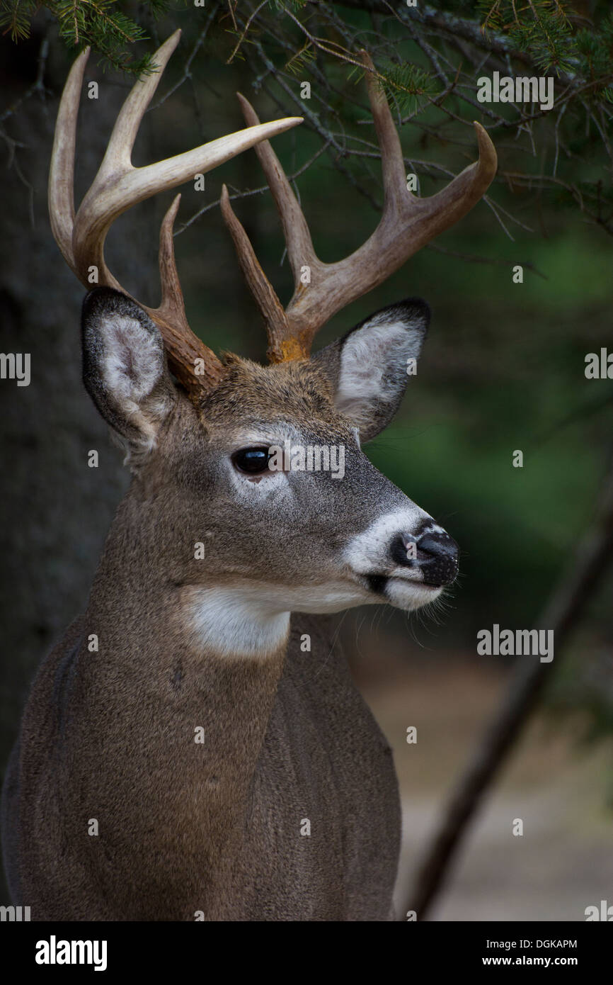 Un bianco-tailed buck. Foto Stock