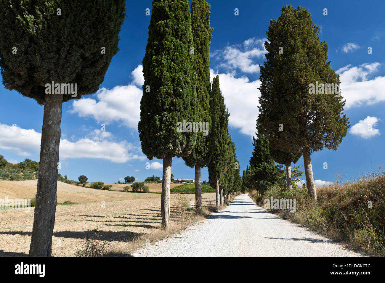 Un viale di cipressi la linea di una vecchia strada bianca. Foto Stock