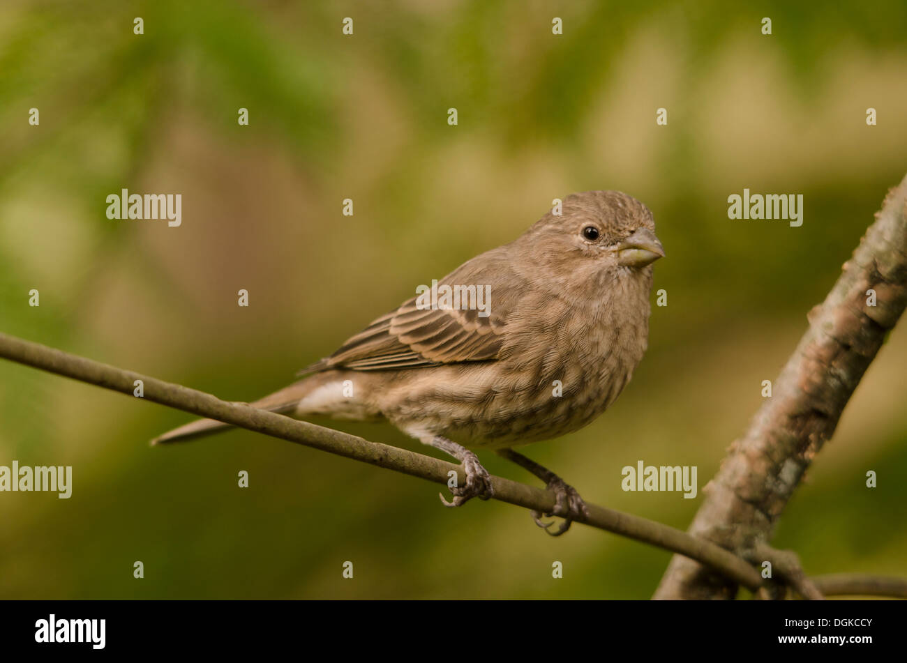 House Finch, Haemorhous mexicanus andando a bird feeder. In Pennsylvania USA Foto Stock