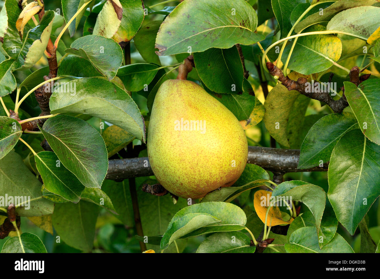 Pera 'Doyenne du Comice', Pyrus communis, chiamato varietà crescono sugli alberi, pere Foto Stock