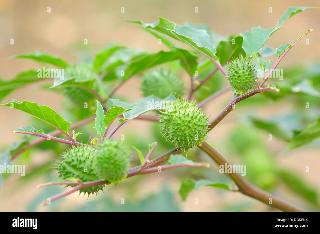 Devils tromba (Datura Tatula) Foto Stock