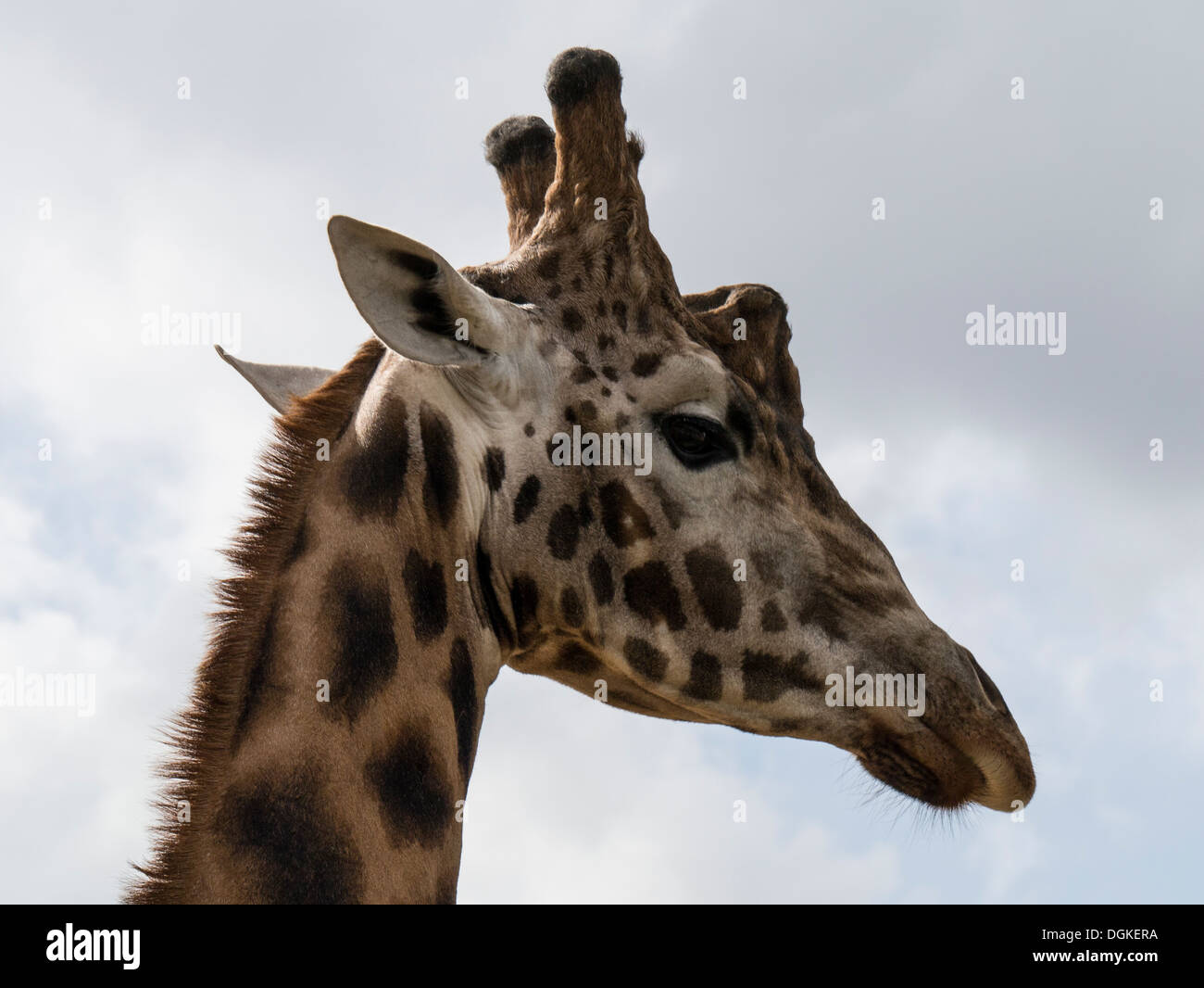 Un primo piano di un magnifico guardando giraffe. Foto Stock Un primo piano di un magnifico guardando giraffe. Foto Stock