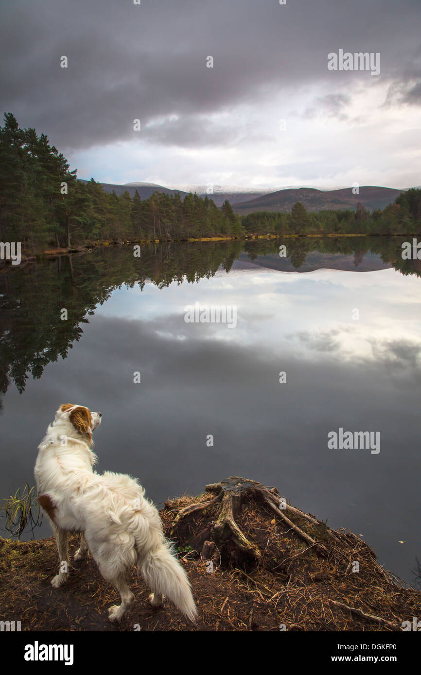 Un setter irlandese suveys il Uath Lochan a Glen Feshie. Foto Stock