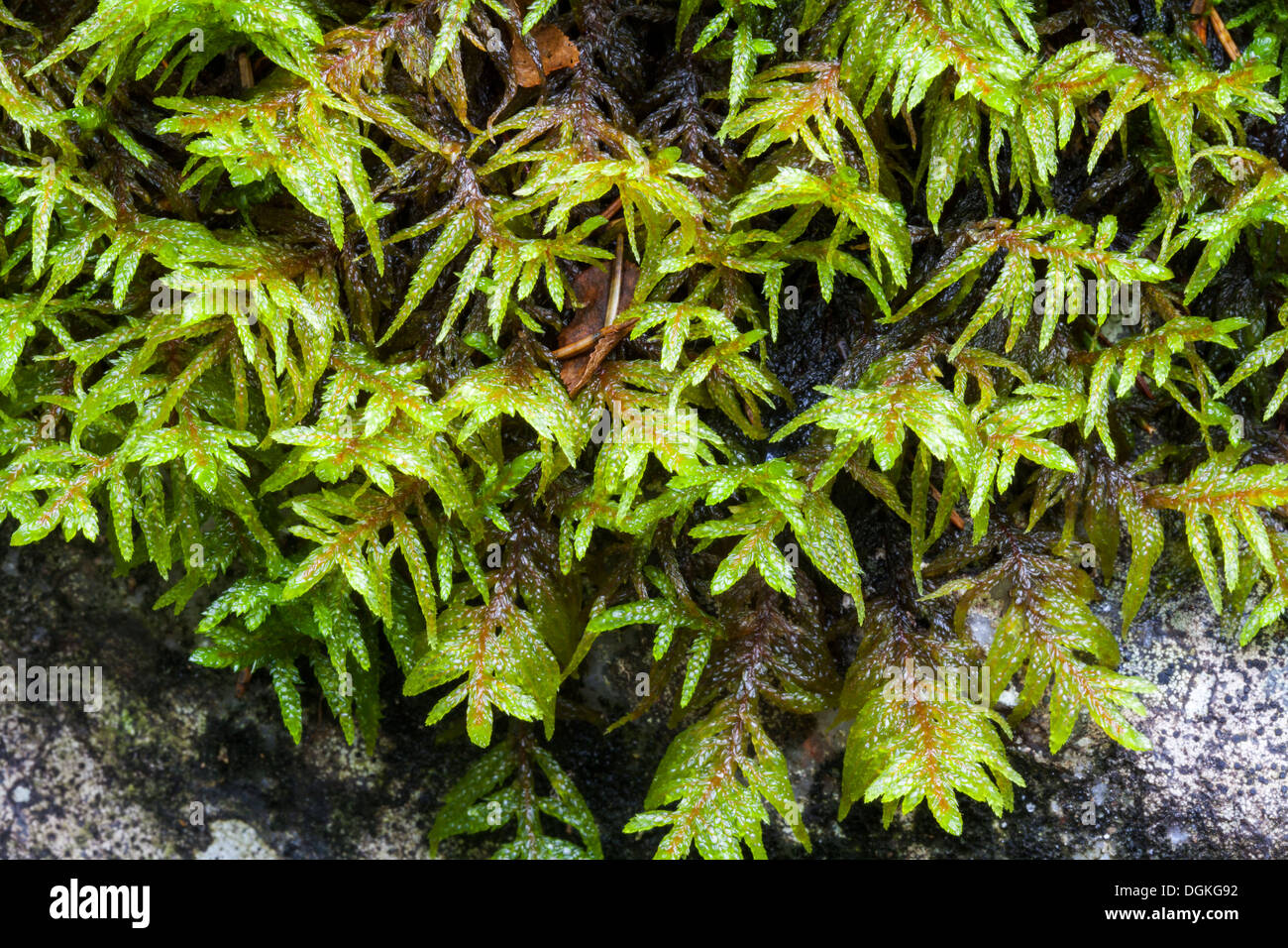 Pleurozium moss (Pleurozium schreberi) crescita Foto Stock