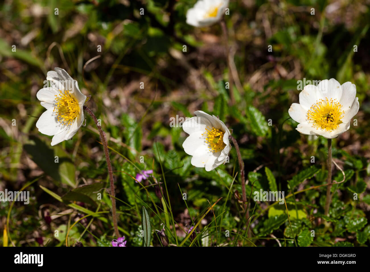 Mountain avens (Dryas octopetala) Fiori Foto Stock