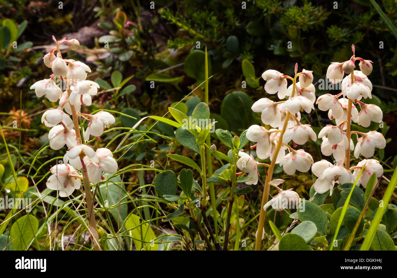 Round-lasciava wintergreen (Pyrola rotundifolia) Fiori Foto Stock