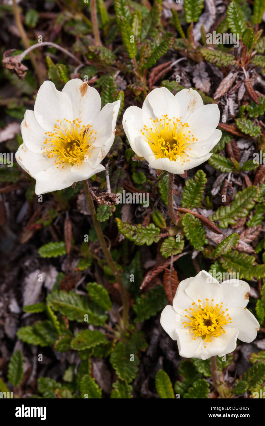 Mountain avens (Dryas octopetala) Fiori Foto Stock