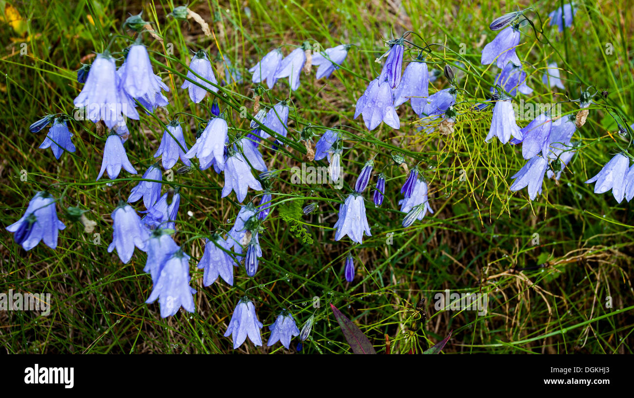 Harebell (Campanula rotundifolia) fiori in Rain Foto Stock