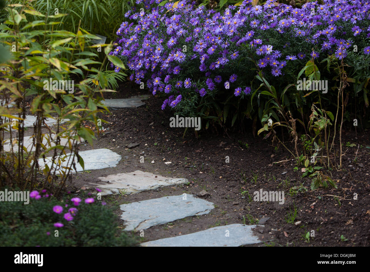 Aster fiori in un giardino, l'autunno, il percorso Foto Stock