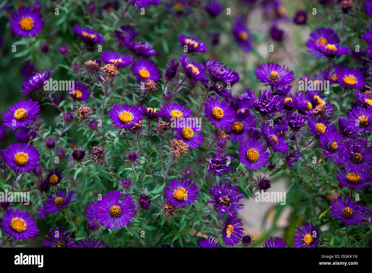 fiore, astro, giardino, autunno, autunno, flora, viola, colore, colorato, pianta, lussureggiante, eleganza, natura, le asticche magenta in autunno giardino confine Foto Stock