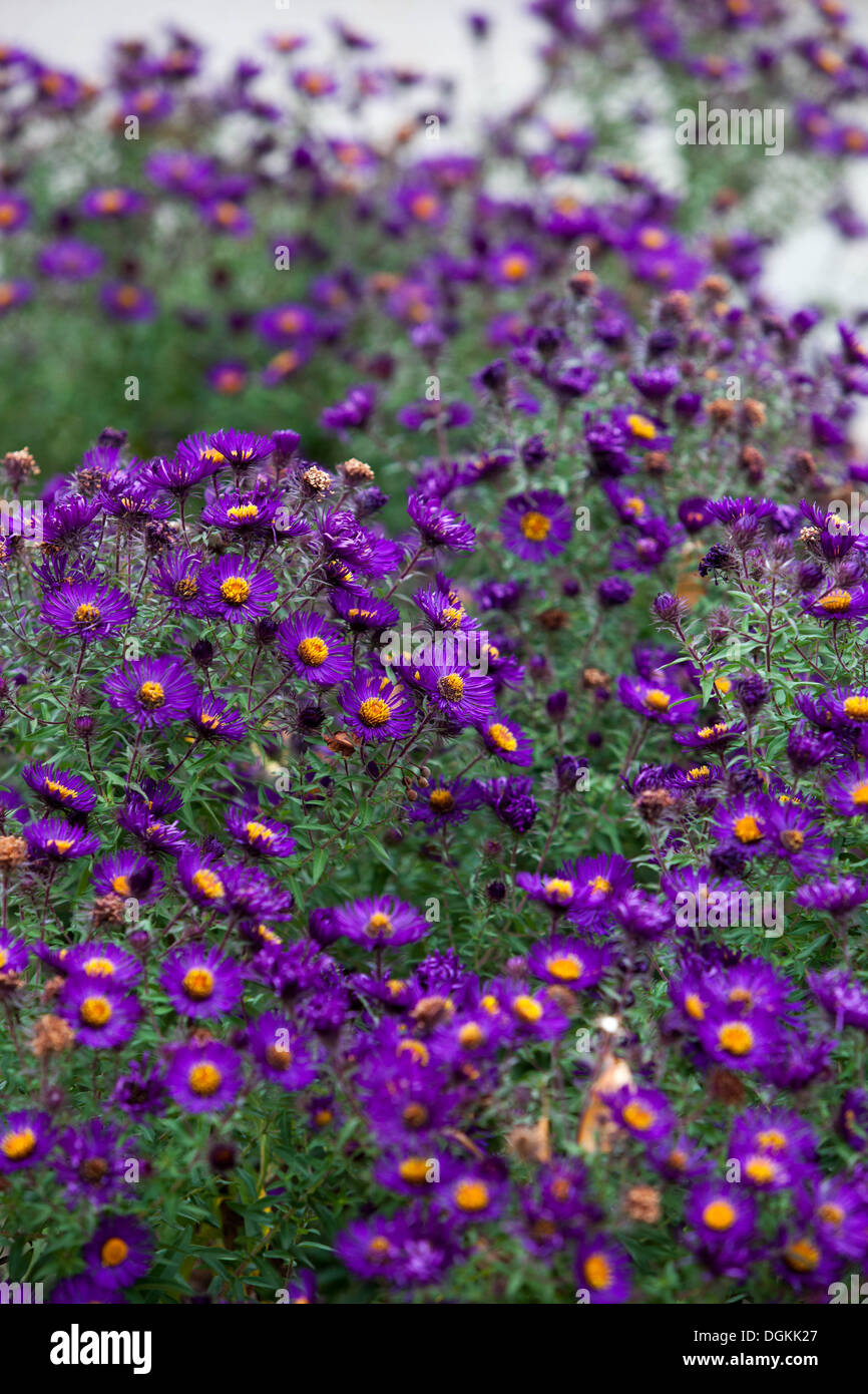 fiore, astro, giardino, autunno, autunno, flora, viola, colore, colorato, pianta, lussureggiante, eleganza, natura, magenta Foto Stock