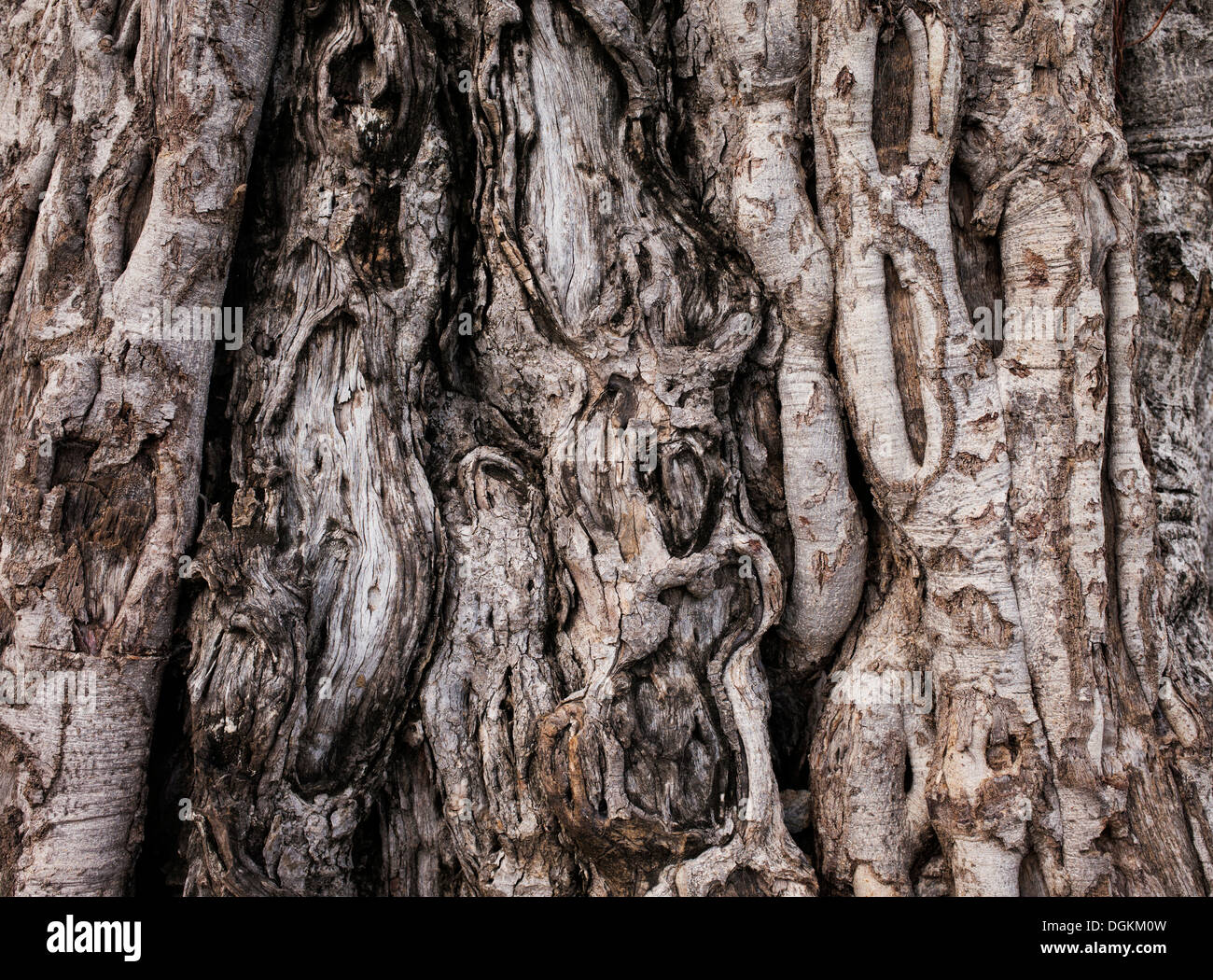 Ficus benghalensis. Indian banyan tree corteccia Foto Stock