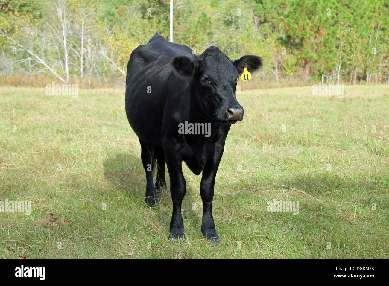 Mucca nera in piedi in un campo Foto Stock
