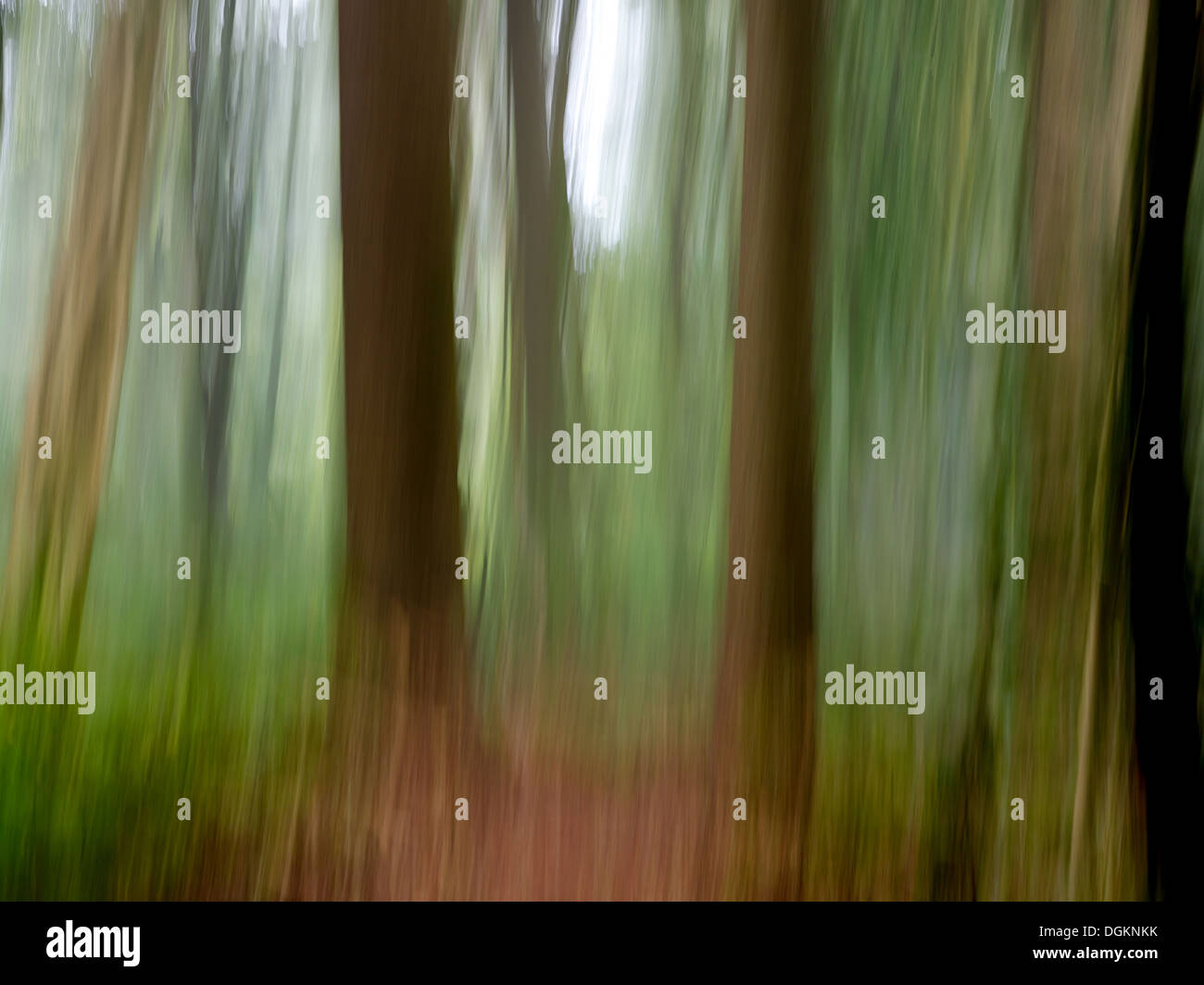 Immagine astratta della foresta di pioggia sotto storia Foto Stock