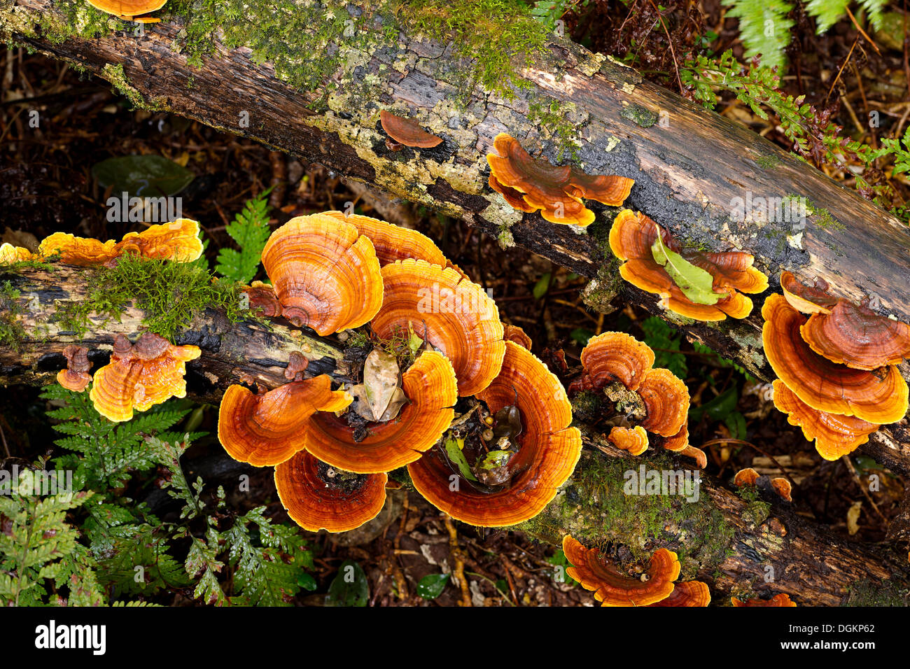 Non identificato di colore arancione staffa funghi che crescono su legno decadenti. La foresta pluviale del Queensland. Foto Stock