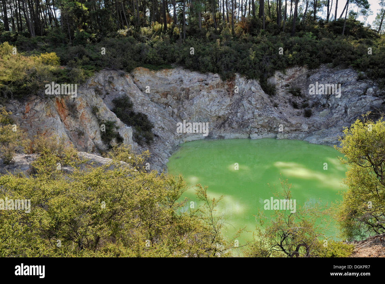 Devil's bagno, colorazione di acqua attraverso i solfuri di arsenico, Wai-O-Tapu Thermal Wonderland, Roturoa, Isola del nord, Nuova Zelanda Foto Stock