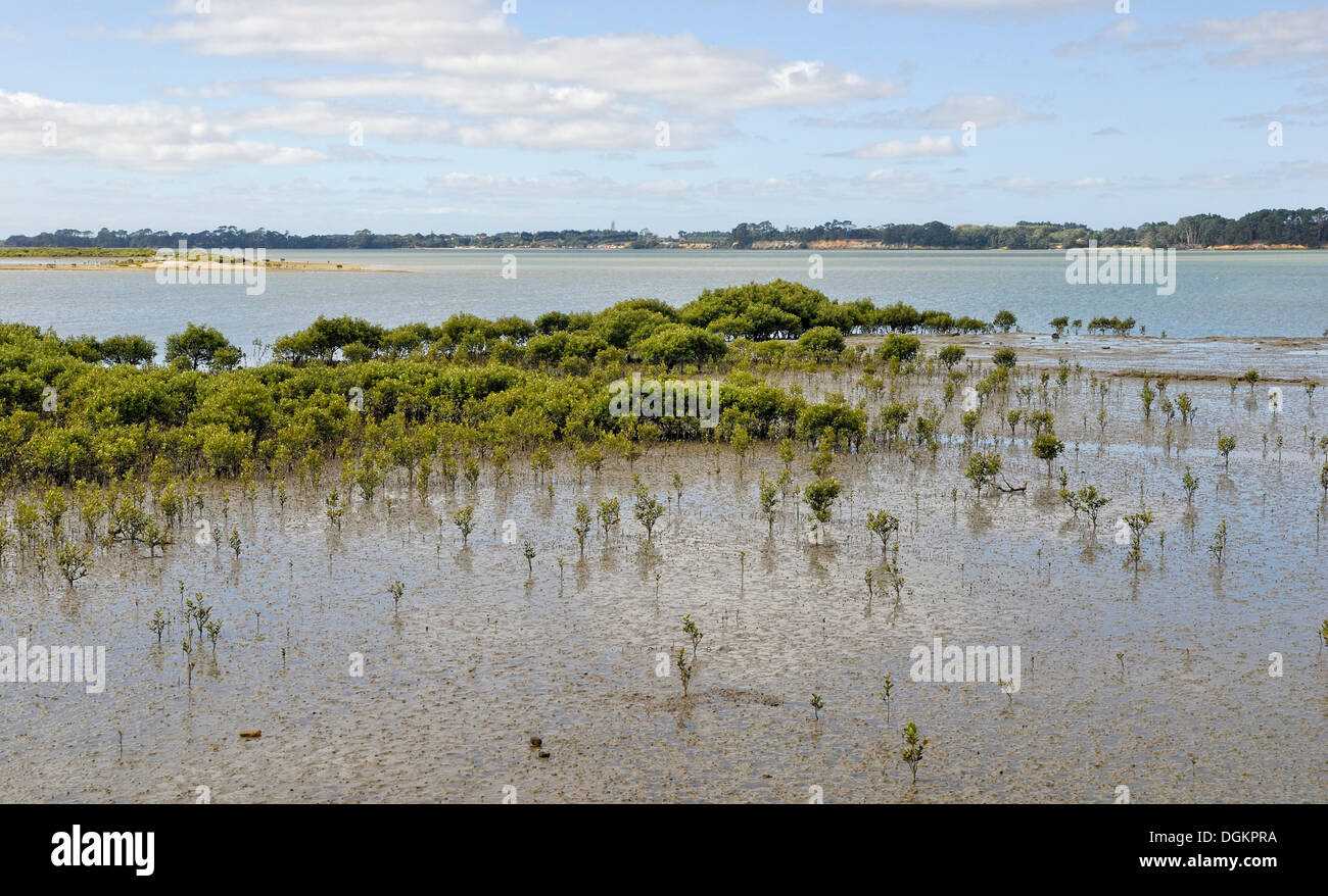 La foresta di mangrovie, Clarks Beach, Manukau Harbour, Isola del nord, Nuova Zelanda Foto Stock