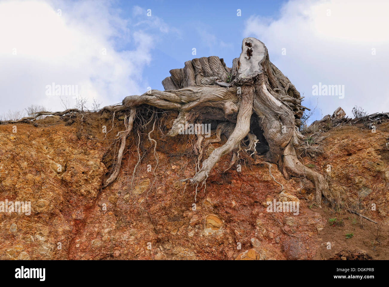 Il moncone di un albero lavate dalla pioggia e onde, Clarks Beach, Manukau Harbour, Isola del nord, Nuova Zelanda Foto Stock