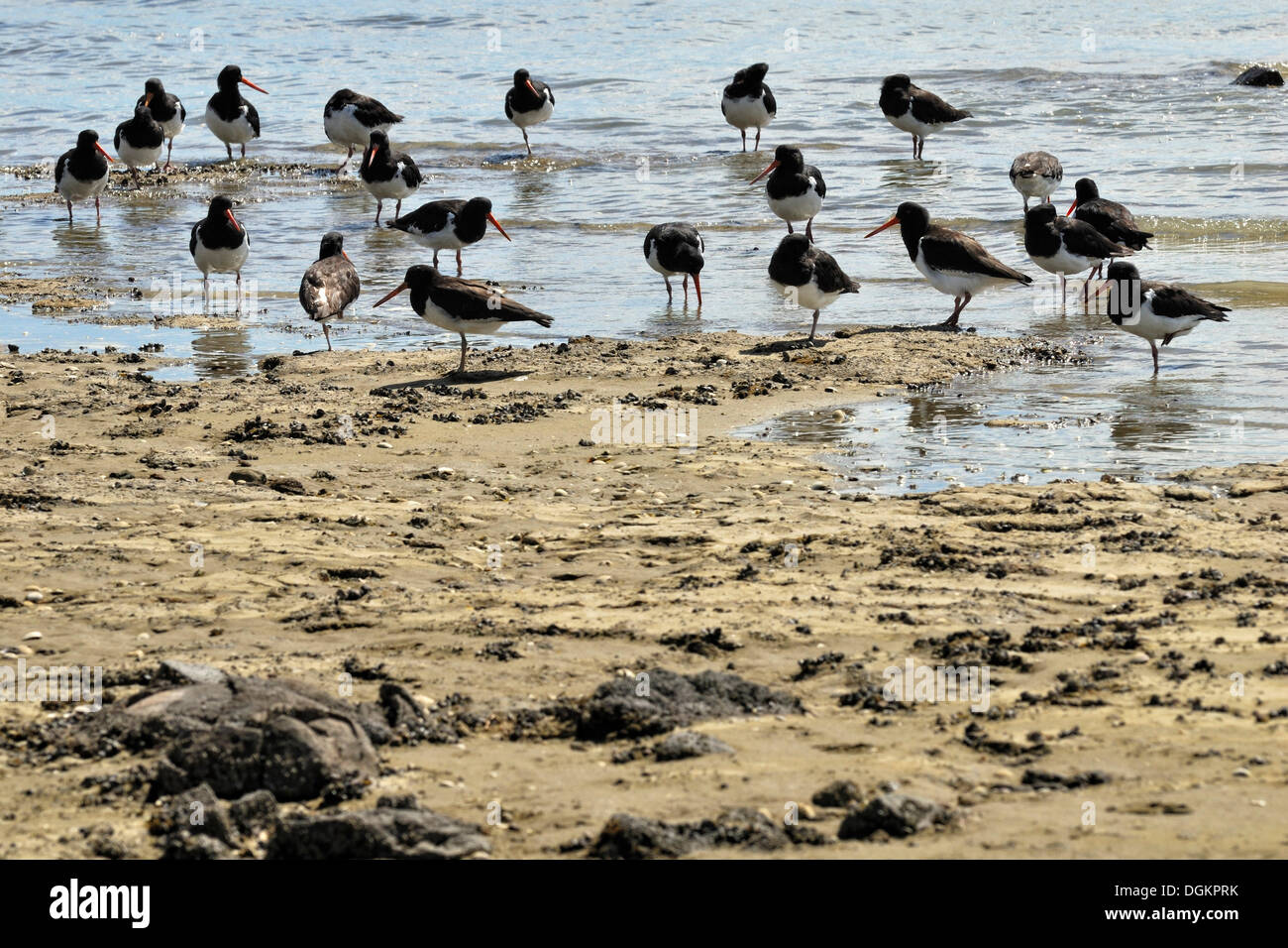 Isola del Sud (Oystercatcher Haematopus finschi), Clarks Beach, Manukau Harbour, Isola del nord, Nuova Zelanda Foto Stock