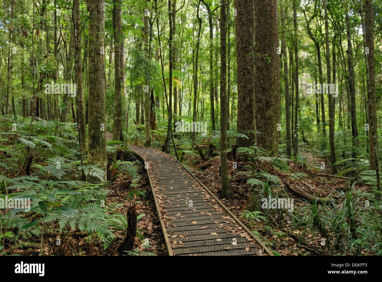 Il Boardwalk, Trounson Kauri Park a nord di Dargaville, Isola del nord, Nuova Zelanda Foto Stock