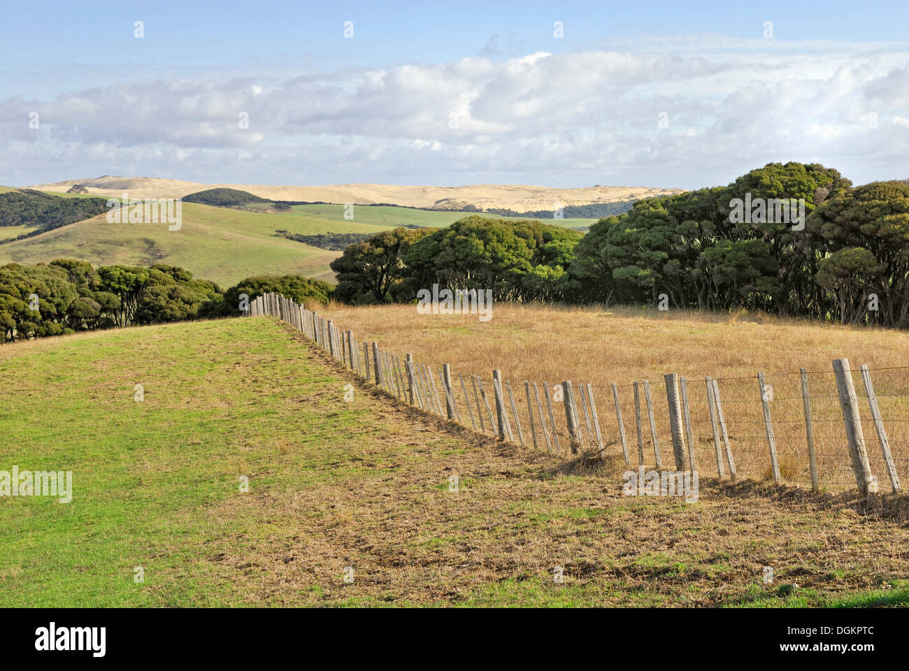 Dune di sabbia usata per il pascolo, Te Paki Riserva di ricreazione Northland e Te Paki, Isola del nord, Nuova Zelanda Foto Stock