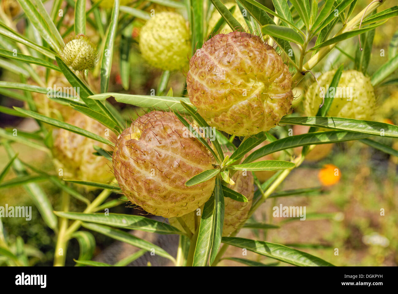 Balloonplant, Cotone a palloncino-boccola o impianto di Swan (Asclepias physocarpa), pianta preferita del monarca bruchi, Waitangi Foto Stock