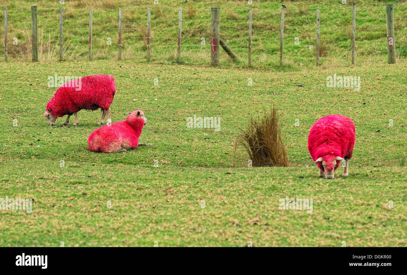 Pecore, morì in rosso per scopi promozionali, eye-catcher per strada, pecore fattoria del mondo e il Parco di natura, Warkworth, Highway 1 Foto Stock