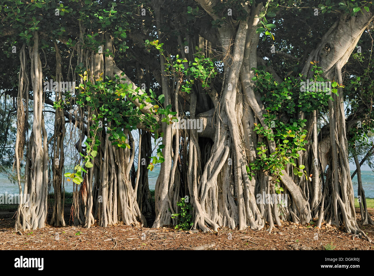 Radici aeree del Banyan Tree (Ficus benghalensis), Geoffrey Bay, Arcadia, Magnetic Island, Queensland, Australia Foto Stock