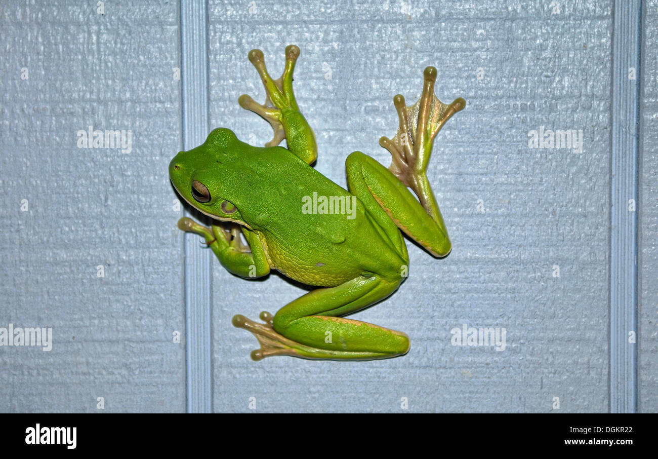Australian ranocchio verde (Litoria caerulea) sul muro di casa, Etty Bay, Innisfail, Queensland, Australia Foto Stock
