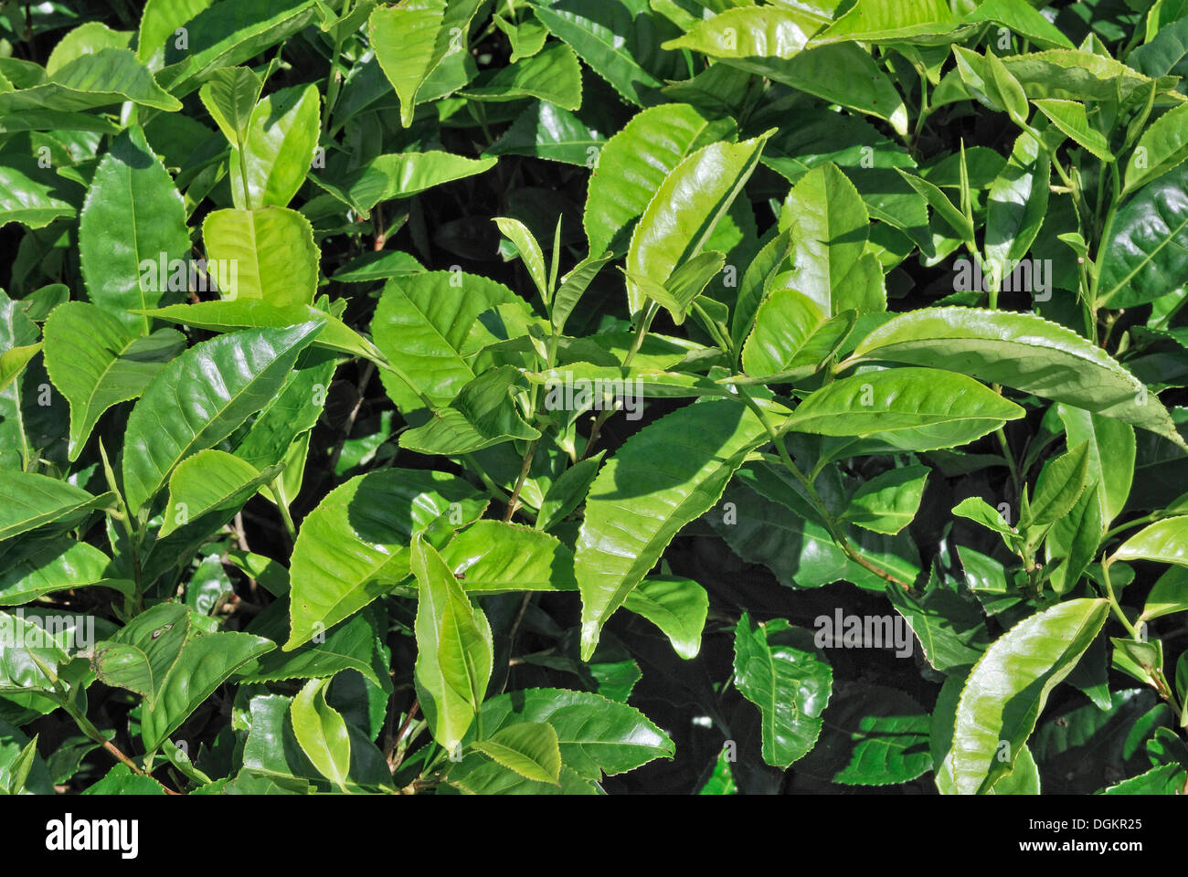 Il tè Bush (Camellia sinensis), foglie giovani, Nerada la piantagione di tè, Malanda, Atherton, alpeggi, Queensland, Australia Foto Stock