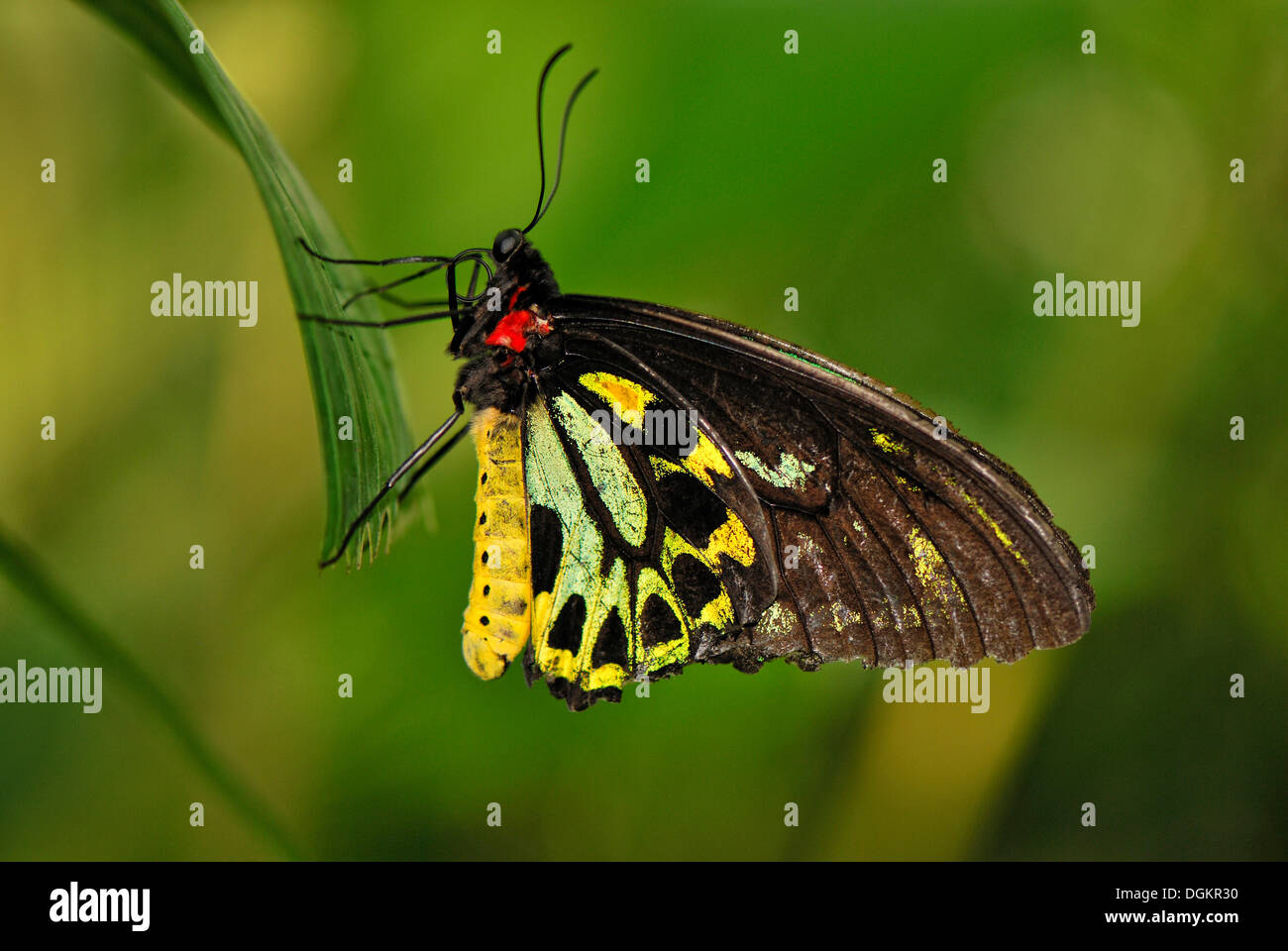 Cairns (Papilionidae Ornithoptera priamus euphorion), maschio, Santuario della Farfalle Australiano, Kuranda, Queensland, Australia Foto Stock