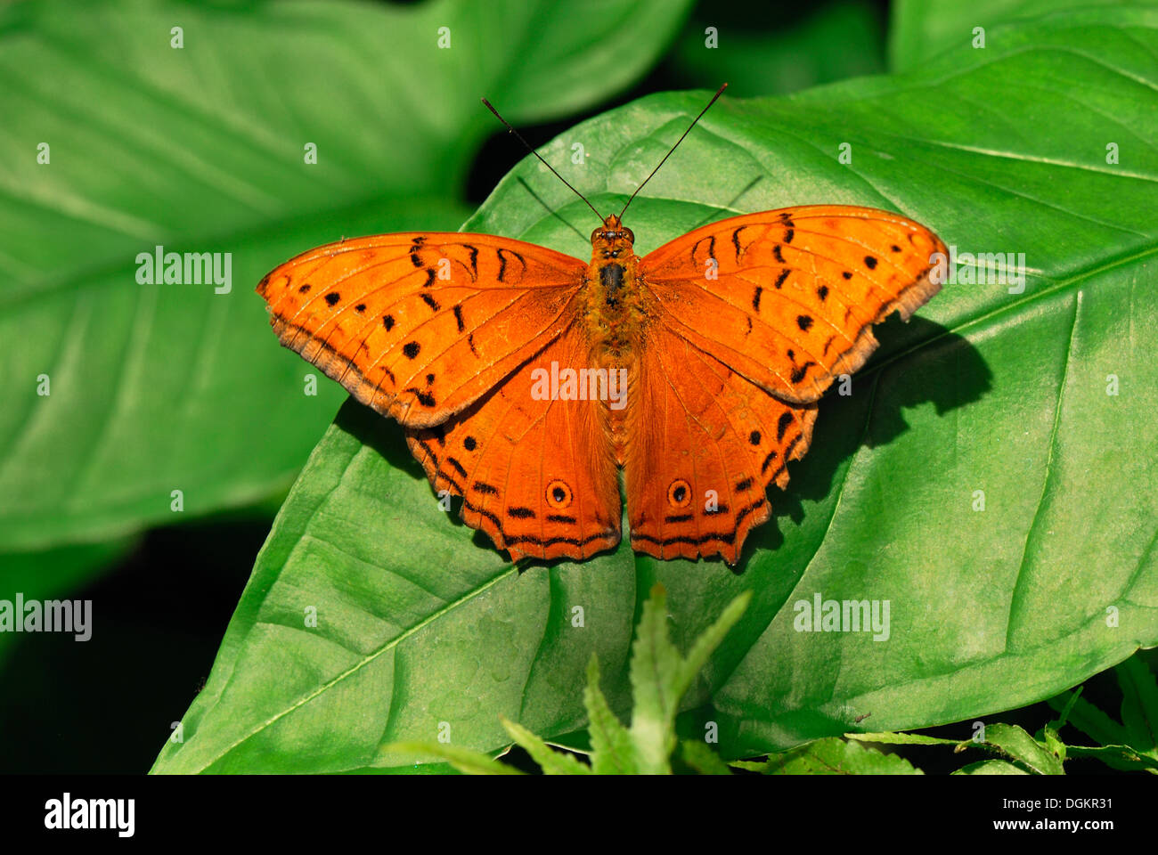 Cruiser (Vindula Arsinoe), maschio, Santuario della Farfalle Australiano, Kuranda, Queensland, Australia Foto Stock