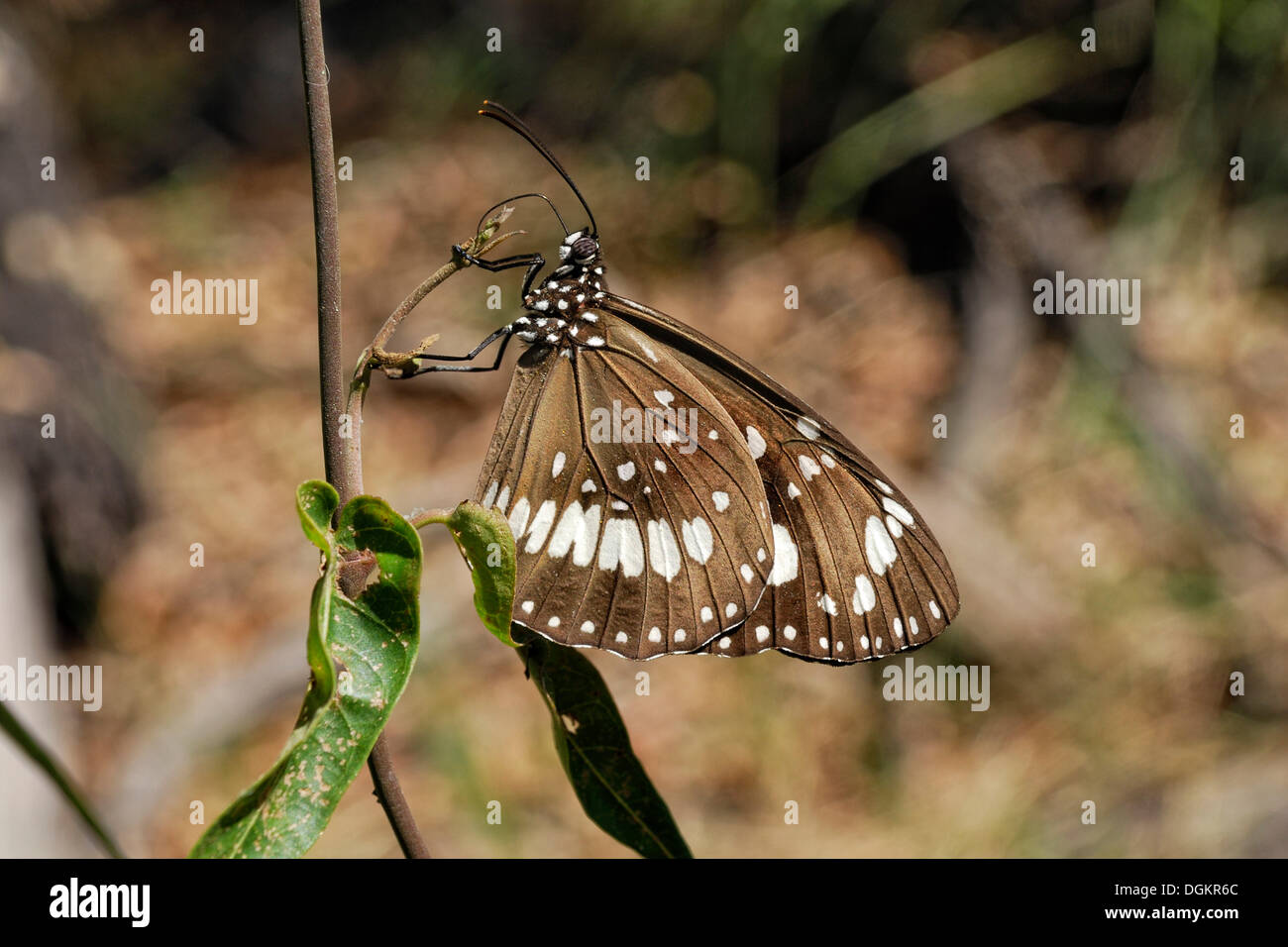 Il corvo comune (Euploea core) farfalla, Carnarvon National Park, Queensland, Australia Foto Stock