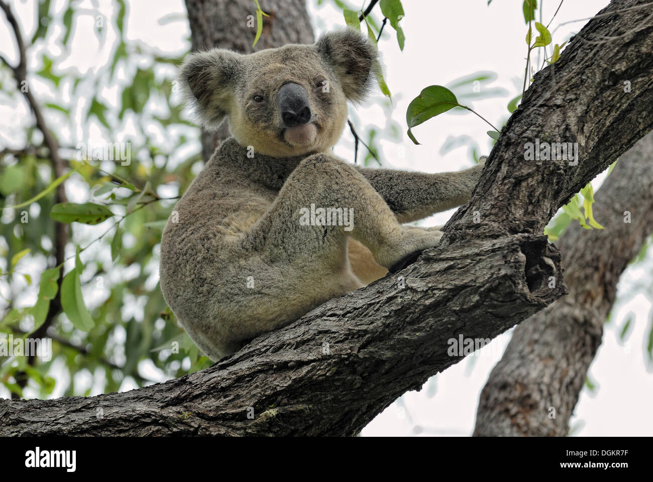 Koala (Phascolarctos cinereus) sulla struttura ad albero, Magnetic Island, Queensland, Australia Foto Stock