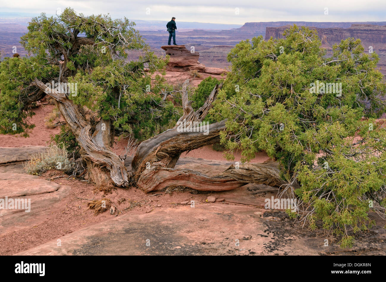 Utah ginepro (Juniperus osteosperma), punto panoramico a bordo del Colorado River Canyon, Dead Horse Point State Park, Moab Foto Stock