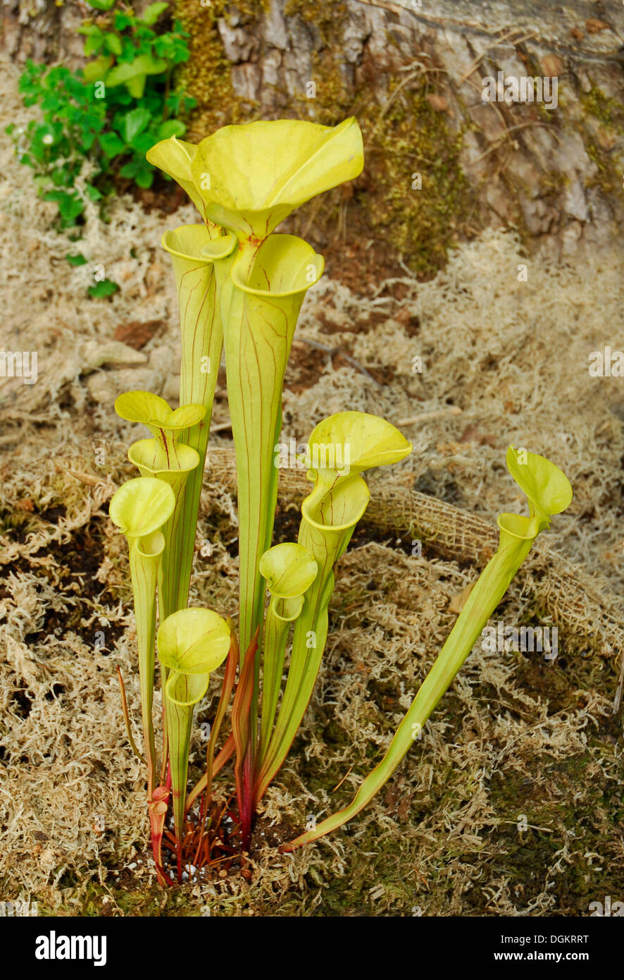 Giallo pianta brocca (Sarracenia flava), pianta carnivora Foto Stock