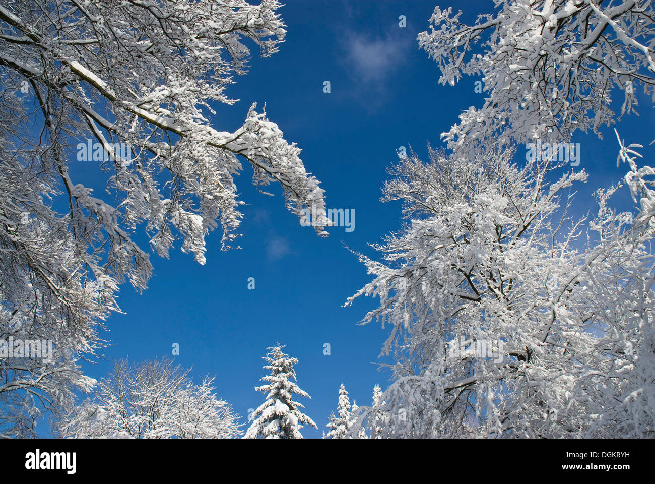 Vista sul cielo fra coperte di neve treetops, profondo cielo blu Foto Stock