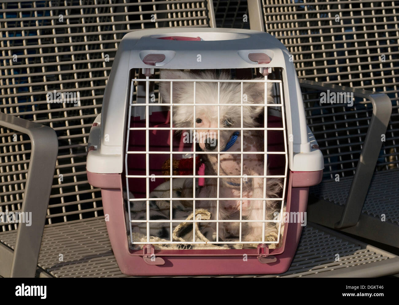 Giovane cinese crested cane, glabre cane, in un pet custodia per il trasporto su un banco di lavoro Foto Stock