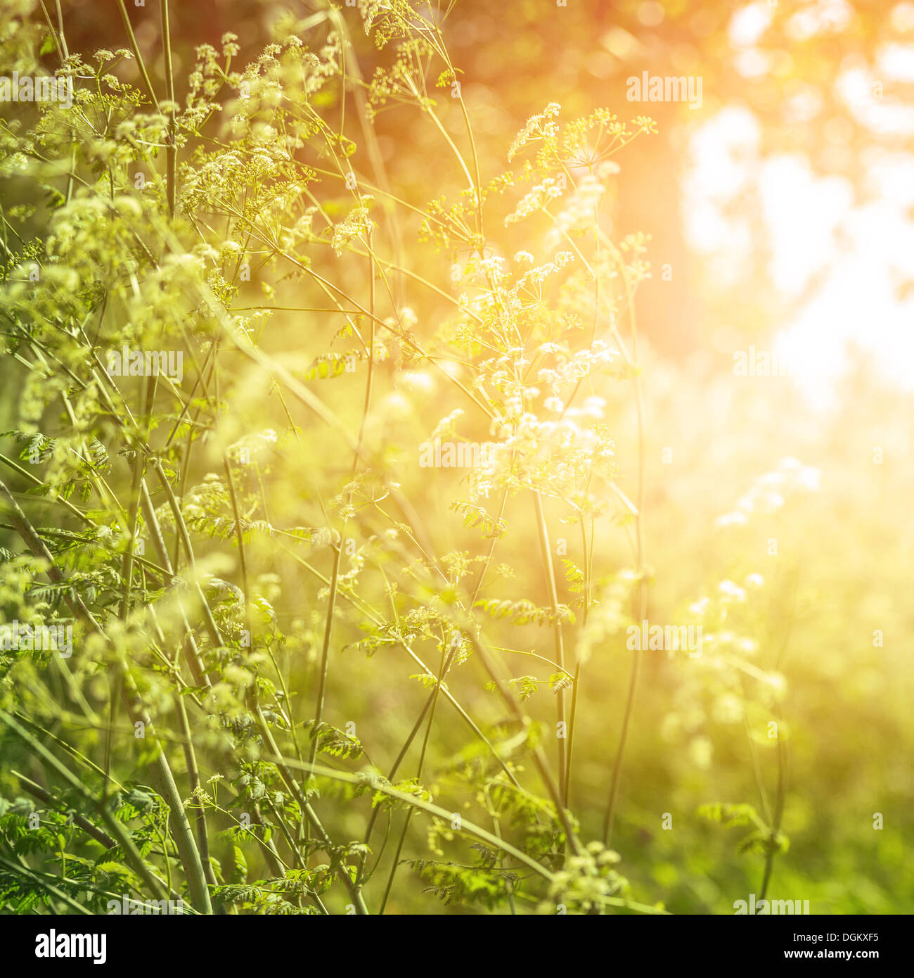 Arte e sognanti foresta, Campo dei fiori selvatici, abstract sfondo floreale, luminoso della luce del sole, stagione autunnale, bellissima natura Foto Stock