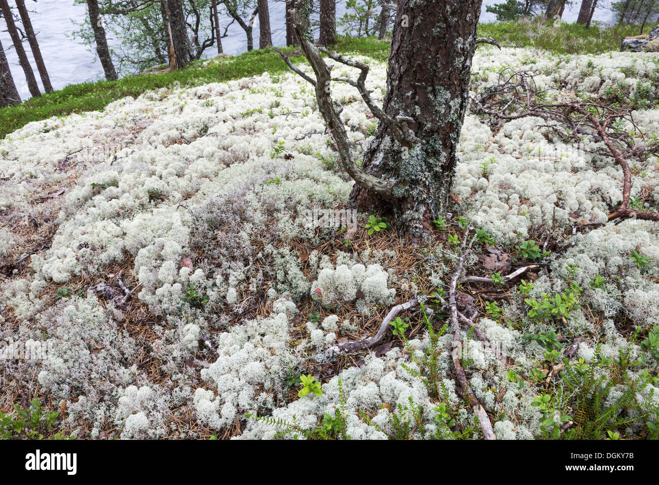Luce color Licheni delle renne o Caribou Coffee Company Moss (Cladonia rangiferina) che copre il suolo della foresta, Husedal-Tal, Kinsarvik Foto Stock