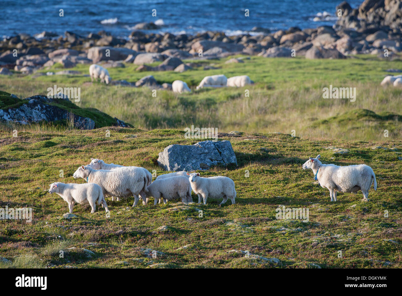 Il pascolo ovino dal mare, Insel Andøya, Vesterålen, Nordland, Norvegia settentrionale, Norvegia Foto Stock