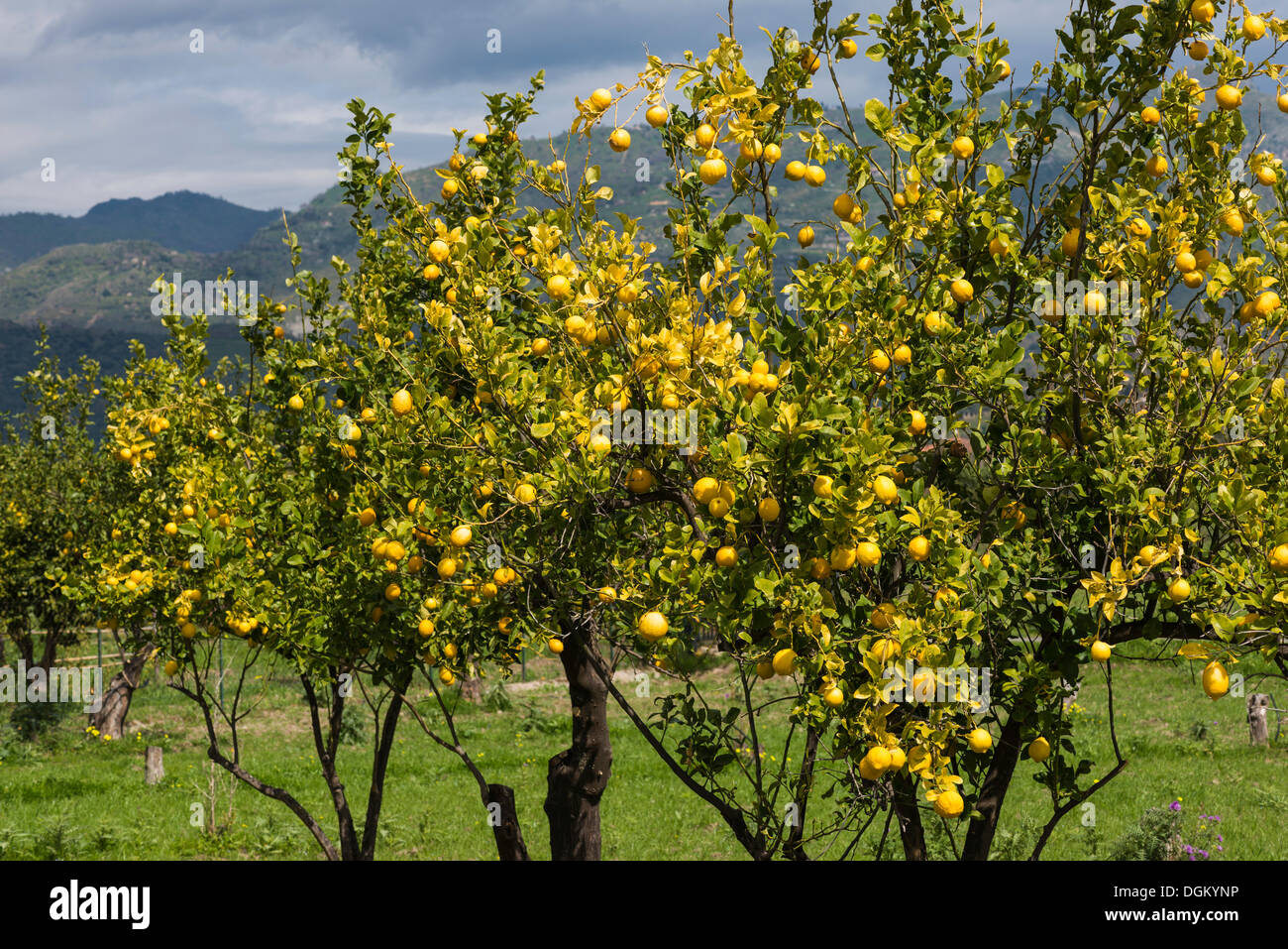 Gli alberi di limone su una piantagione di limone, San Marco, Gemeinde Calatabiano, Ostküste von Sizilien,Provinz Catania,, provincia di Catania Foto Stock
