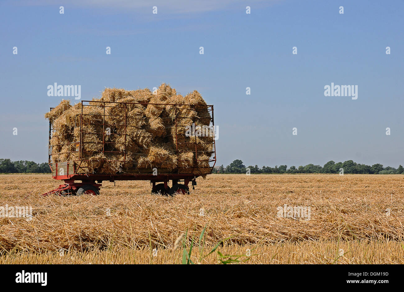 Balle di grano raccolto su un carro su un campo di stoppie, Schleswig-Holstein Foto Stock