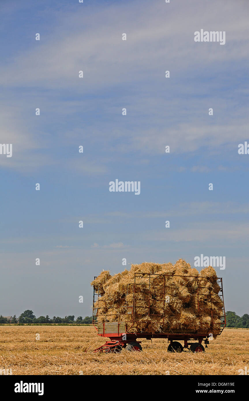 Balle di grano raccolto su un carro su un campo di stoppie, Schleswig-Holstein Foto Stock
