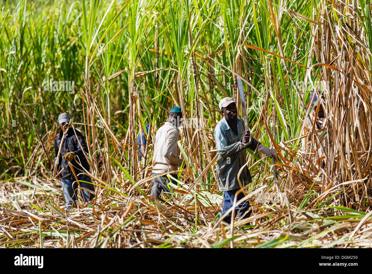 I lavoratori di taglio della canna da zucchero, Grande-Terre Isola, Guadalupa, Francia Foto Stock