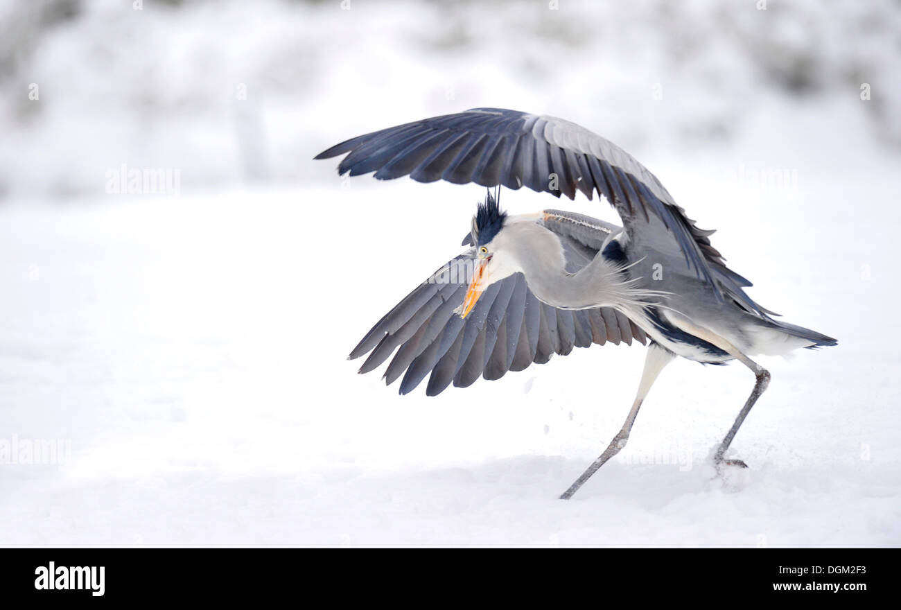 Dancing aironi cenerini (Ardea cinerea) in inverno Foto Stock