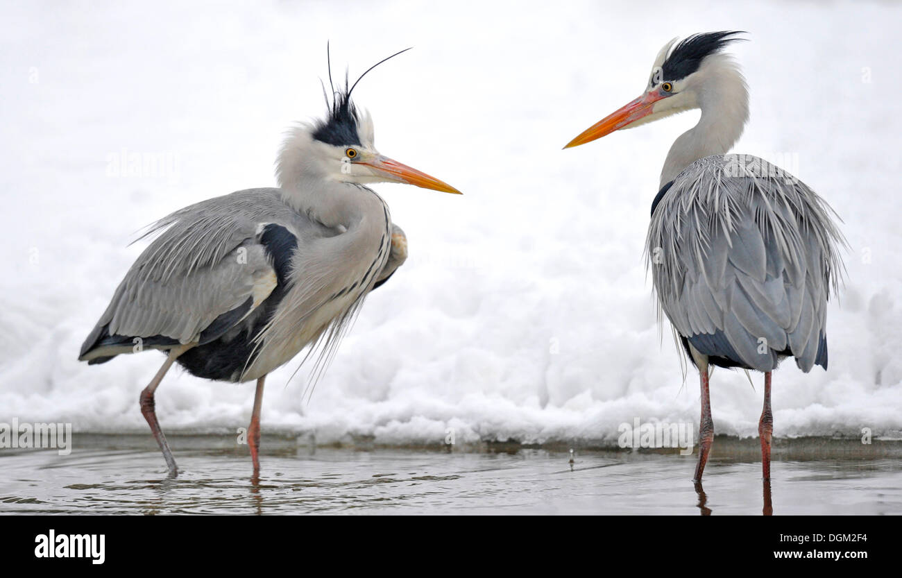 Due aironi cenerini (Ardea cinerea) in uno stagno in inverno Foto Stock